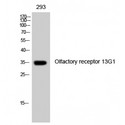 OR13G1 Antibody - Western blot of Olfactory receptor 13G1 antibody