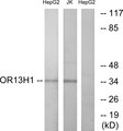 OR13H1 Antibody - Western blot analysis of lysates from HepG2 and Jurkat cells, using OR13H1 Antibody. The lane on the right is blocked with the synthesized peptide.