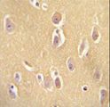 OR13J1 Antibody - OR13J1 antibody immunohistochemistry of formalin-fixed and paraffin-embedded human brain tissue followed by peroxidase-conjugated secondary antibody and DAB staining.