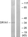 OR1A1 Antibody - Western blot analysis of lysates from COLO cells, using OR1A1 Antibody. The lane on the right is blocked with the synthesized peptide.