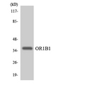 OR1B1 Antibody - Western blot analysis of the lysates from HeLa cells using OR1B1 antibody.