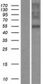 OR1E2 Protein - Western validation with an anti-DDK antibody * L: Control HEK293 lysate R: Over-expression lysate