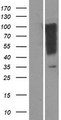 OR1I1 Protein - Western validation with an anti-DDK antibody * L: Control HEK293 lysate R: Over-expression lysate