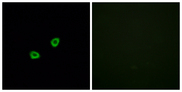 OR1L6 Antibody - Immunofluorescence analysis of HUVEC cells, using OR1L6 Antibody. The picture on the right is blocked with the synthesized peptide.