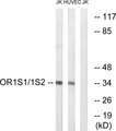 OR1S1+2 Antibody - Western blot analysis of lysates from Jurkat and HUVEC cells, using OR1S1/1S2 Antibody. The lane on the right is blocked with the synthesized peptide.