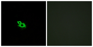 OR2A1 Antibody - Immunofluorescence analysis of MCF7 cells, using OR2A42 Antibody. The picture on the right is blocked with the synthesized peptide.