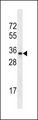 OR2A1 Antibody - OR2A42 Antibody western blot of A549 cell line lysates (35 ug/lane). The OR2A42 antibody detected the OR2A42 protein (arrow).