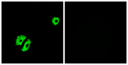 OR2A25 Antibody - Immunofluorescence analysis of A549 cells, using OR2A25 Antibody. The picture on the right is blocked with the synthesized peptide.