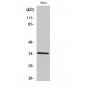 OR2A4+7 Antibody - Western blot of Olfactory receptor 2A4/7 antibody