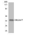OR2A4+7 Antibody - Western blot analysis of the lysates from HeLa cells using OR2A4/7 antibody.
