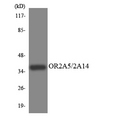 OR2A5+OR2A14 Antibody - Western blot analysis of the lysates from COLO205 cells using OR2A5/2A14 antibody.