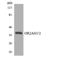 OR2AG1 + OR2AG2 Antibody - Western blot analysis of the lysates from HeLa cells using OR2AG1/2 antibody.