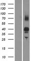 OR2AG1 Protein - Western validation with an anti-DDK antibody * L: Control HEK293 lysate R: Over-expression lysate