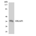 OR2AP1 Antibody - Western blot analysis of the lysates from HT-29 cells using OR2AP1 antibody.