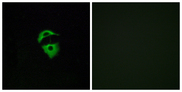 OR2D2 Antibody - Immunofluorescence analysis of A549 cells, using OR2D2 Antibody. The picture on the right is blocked with the synthesized peptide.