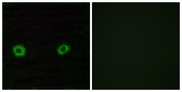 OR2D3 Antibody - Immunofluorescence analysis of A549 cells, using OR2D3 Antibody. The picture on the right is blocked with the synthesized peptide.