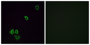 OR2G3 Antibody - Immunofluorescence analysis of A549 cells, using OR2G3 Antibody. The picture on the right is blocked with the synthesized peptide.