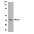 OR2I1P Antibody - Western blot analysis of the lysates from HUVECcells using OR2I1 antibody.