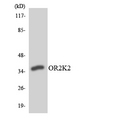 OR2K2 Antibody - Western blot analysis of the lysates from HepG2 cells using OR2K2 antibody.
