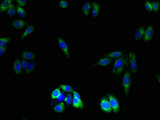 OR2L13 Antibody - Immunofluorescent analysis of HepG2 cells using OR2L13 Antibody at dilution of 1:100 and Alexa Fluor 488-congugated AffiniPure Goat Anti-Rabbit IgG(H+L)