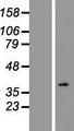 OR2L2 Protein - Western validation with an anti-DDK antibody * L: Control HEK293 lysate R: Over-expression lysate