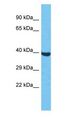 OR2S2 Antibody - OR2S2 antibody Western Blot of HepG2. Antibody dilution: 1 ug/ml.  This image was taken for the unconjugated form of this product. Other forms have not been tested.