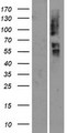 OR2T29 Protein - Western validation with an anti-DDK antibody * L: Control HEK293 lysate R: Over-expression lysate