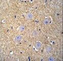 OR2T3 Antibody - OR2T3 Antibody immunohistochemistry of formalin-fixed and paraffin-embedded human brain tissue followed by peroxidase-conjugated secondary antibody and DAB staining.