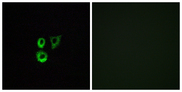 OR2T3 + OR2T34 Antibody - Immunofluorescence analysis of A549 cells, using OR2T3/2T34 Antibody. The picture on the right is blocked with the synthesized peptide.