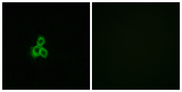 OR2T35 Antibody - Immunofluorescence analysis of MCF7 cells, using OR2T2/2T35 Antibody. The picture on the right is blocked with the synthesized peptide.