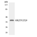 OR2T5+29 Antibody - Western blot analysis of the lysates from HeLa cells using OR2T5/2T29 antibody.
