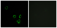 OR2T5 Antibody - Immunofluorescence analysis of MCF7 cells, using OR2T5/2T29 Antibody. The picture on the right is blocked with the synthesized peptide.