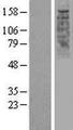 OR2W1 Protein - Western validation with an anti-DDK antibody * L: Control HEK293 lysate R: Over-expression lysate