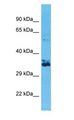 OR2W3 Antibody - OR2W3 antibody Western Blot of HeLa. Antibody dilution: 1 ug/ml.  This image was taken for the unconjugated form of this product. Other forms have not been tested.