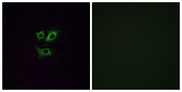 OR2Y1 Antibody - Immunofluorescence analysis of A549 cells, using OR2Y1 Antibody. The picture on the right is blocked with the synthesized peptide.