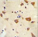 OR2Z Antibody - OR2Z1 antibody immunohistochemistry of formalin-fixed and paraffin-embedded human brain tissue followed by peroxidase-conjugated secondary antibody and DAB staining.