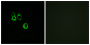 OR3A2+3 Antibody - Immunofluorescence analysis of MCF7 cells, using OR3A2/3 Antibody. The picture on the right is blocked with the synthesized peptide.