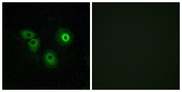OR4A15 Antibody - Immunofluorescence analysis of A549 cells, using OR4A15 Antibody. The picture on the right is blocked with the synthesized peptide.