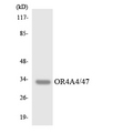 OR4A4 + OR4A47 Antibody - Western blot analysis of the lysates from HT-29 cells using OR4A4/47 antibody.