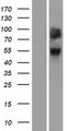OR4A47 Protein - Western validation with an anti-DDK antibody * L: Control HEK293 lysate R: Over-expression lysate