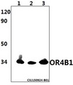 OR4B1 Antibody - Western blot of OR4B1 antibody at 1:500 dilution. Lane 1: HeLa whole cell lysate (30 ug). Lane 2: H9C2 whole cell lysate (40 ug). Lane 3: NIH-3T3 whole cell lysate (40 ug).