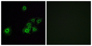 OR4C15 Antibody - Immunofluorescence analysis of A549 cells, using OR4C15 Antibody. The picture on the right is blocked with the synthesized peptide.