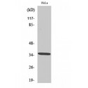 OR4C6 Antibody - Western blot of Olfactory receptor 4C6 antibody