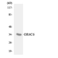 OR4C6 Antibody - Western blot analysis of the lysates from HepG2 cells using OR4C6 antibody.