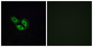 OR4E2 Antibody - Immunofluorescence analysis of A549 cells, using OR4E2 Antibody. The picture on the right is blocked with the synthesized peptide.