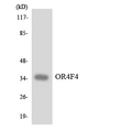 OR4F4 Antibody - Western blot analysis of the lysates from HeLa cells using OR4F4 antibody.