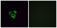 OR4F4 Antibody - Immunofluorescence analysis of A549 cells, using OR4F4 Antibody. The picture on the right is blocked with the synthesized peptide.