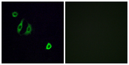 OR4F6 Antibody - Immunofluorescence analysis of A549 cells, using OR4F6 Antibody. The picture on the right is blocked with the synthesized peptide.