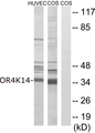 OR4K14 Antibody - Western blot analysis of lysates from COS7 and HUVEC cells, using OR4K14 Antibody. The lane on the right is blocked with the synthesized peptide.