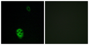 OR4K17 Antibody - Immunofluorescence analysis of A549 cells, using OR4K17 Antibody. The picture on the right is blocked with the synthesized peptide.